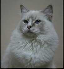 Ragdoll à Malice